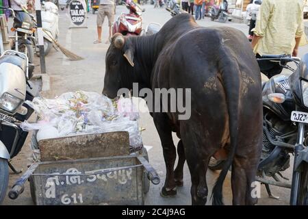 Un toro indiano sporco sta mangiando i sacchetti di plastica e di polietilene da un mucchio di rifiuti nella città. Problema di inquinamento ambientale, eccesso di rifiuti, rifiuti A. Foto Stock