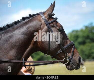 Cavallo di razza inglese Foto Stock