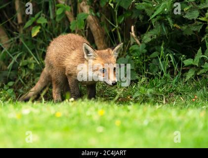 Un cute rosso Fox selvaggio (Vulpes vulpes) cub emerge dal sottobosco, Warwickshire Foto Stock