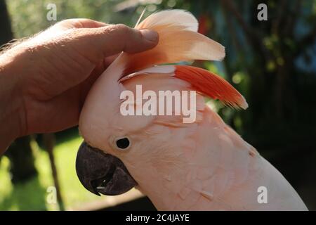 Mano donna che tocca bella esemplare di cuocatoo. Cute Cacatua molucensis in piedi su un ramo di un legno e stropiccare le sue piume. Salmone crestato Foto Stock