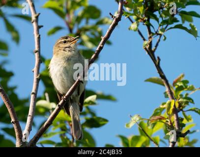 Un Chiffchaff (Phylloscopus collybita) che canta nel sole di primavera, Oxfordshire Foto Stock