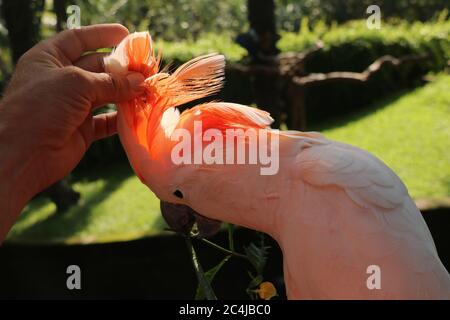 Mano donna che tocca bella esemplare di cuocatoo. Cute Cacatua molucensis in piedi su un ramo di un legno e stropiccare le sue piume. Salmone crestato Foto Stock