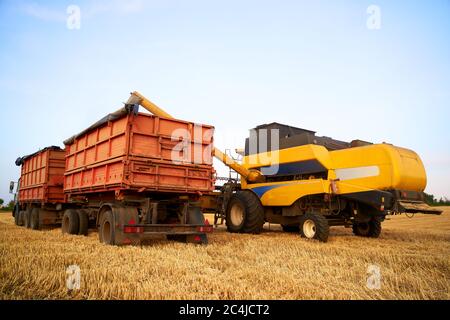 Sovraccarico della granella dalle trebbiatrici mietitrebbia in un dumper per granella sul campo. Sgranatore che versa il frumento appena raccolto nel corpo della scatola granella Foto Stock