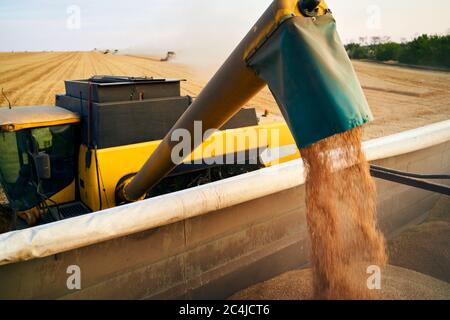 Sovraccarico della granella dalle trebbiatrici mietitrebbia in un dumper per granella sul campo. Sgranatore che versa il frumento appena raccolto nel corpo della scatola granella Foto Stock