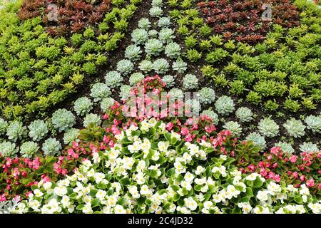 Particolare del letto fiorito in un giardino ornamentale Foto Stock