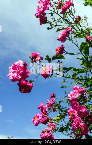 Rosa Rosa Rosa 'Chaplin's Pink' arbusto rose Foto Stock