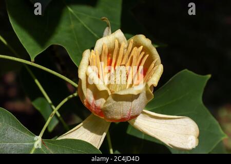 Albero in fiore - pioppo giallo - particolare della fioritura Foto Stock