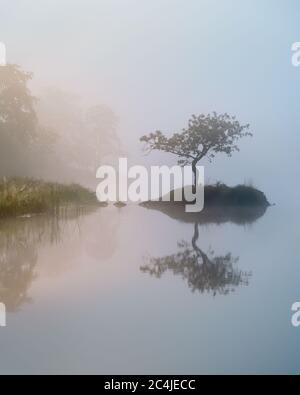 Lone Tree che riflette in Still Misty Lake in UNA mattinata di Foggy/Misty nel Lake District, Regno Unito. Foto Stock