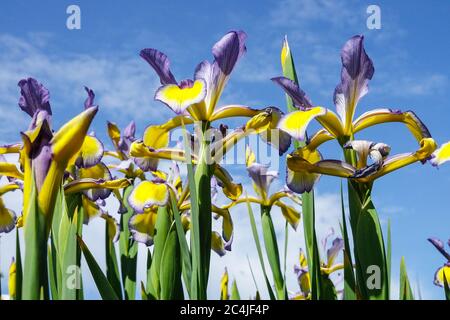 Fiori cielo Irises contro cielo blu Iris blu piante giallo sfondo, fiori estivi cielo natura bella Irises fiori Iris spuria Foto Stock