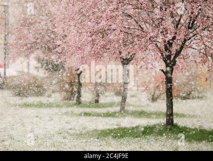 Neve che cade su un albero di fiori di primavera Foto Stock