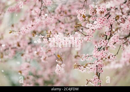 La neve cade su una molla blossom tree Foto Stock