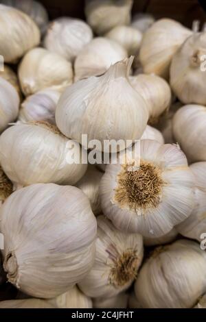 Bulbi freschi di aglio, Stati Uniti Foto Stock