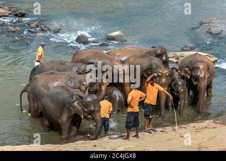 Gli elefanti dell'Orfanotrofio degli elefanti di Pinnawala nello Sri Lanka bagnano nel fiume Maha Oya mentre i loro mahouts li tengono sotto controllo. Foto Stock