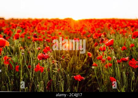 Campo di papaveri rossi al tramonto. Messa a fuoco morbida Foto Stock