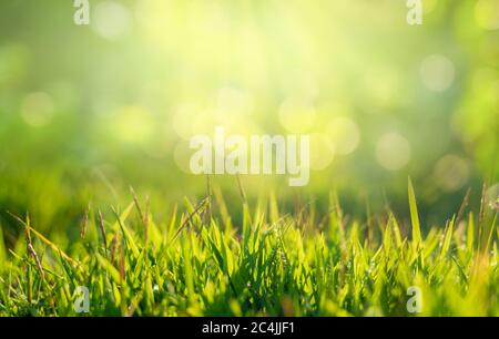 Verde erba al sole dorato al mattino e c'è spazio libero sulla cima. Foto Stock