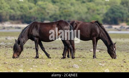 Italia Sardegna - Parco Giara di Gesturi - il cavallo Giara è una specie endemica che vive solo nell'altopiano della Giara di Gesturi Foto Stock