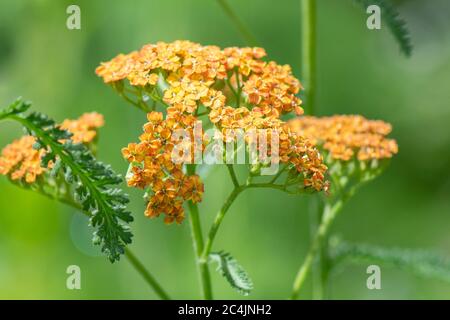 Achillea 'Terracotta' - giovani piante che crescono nel giardino di giugno - Scozia, UK Foto Stock