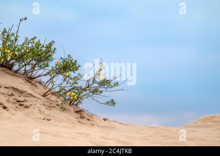 Verde cespuglio con fiori gialli fioriti che crescono in dune di sabbia, paesaggio desertico. Natura selvaggia botanica ravvicinata con nuvole di colore scuro a contrasto Foto Stock