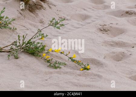 Fiori gialli in fiore piccoli che si adagiare su macro di sabbia. Natura selvaggia e selvaggia e tenera del deserto con sfondo sfocato Foto Stock
