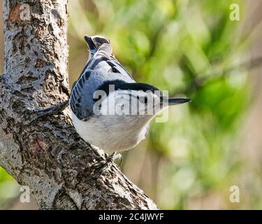 Un nuthatch bianco tostato seduto su un arto di albero Foto Stock