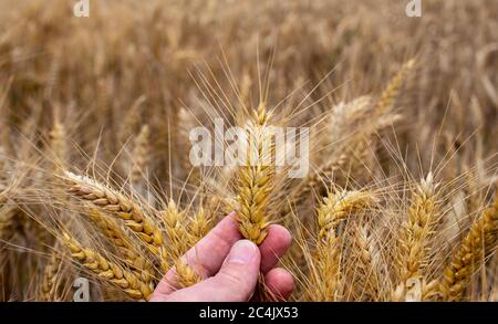 Agricoltore o agronomo in campo di grano maturo, esaminando la qualità del prodotto. Mano che tiene la paglia di grano dorato. Primo piano. Messa a fuoco selettiva. Foto Stock