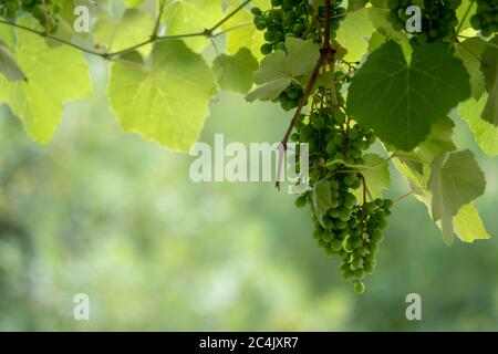 L'uva non matura cresce sull'albero. Grappoli di uve giovani e immature Foto Stock