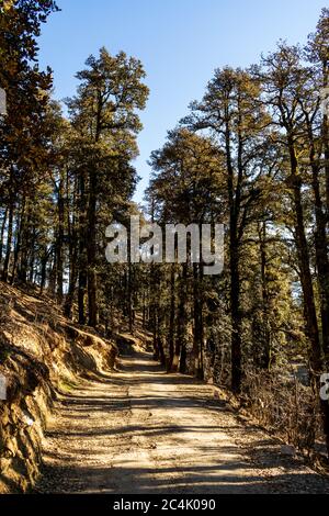 Una lunga escursione al Resort Agyaat Vaas, vicino alla vetta hatu, strada coperta di neve, HATU Peak, Narkanda, Himachal Pradesh, India Foto Stock