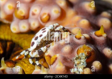 Cetrioli di mare nuoto granchio, Lissocarcinus orbicularis, vive su cetrioli di mare, Lembeh Strait, Sulawesi del Nord, Indonesia, Pacifico Foto Stock