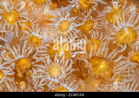 Vaso di fiori corallo, Goniopora sp. Con vermi aceol, Waminoa sp., Lembeh Strait, Sulawesi del Nord, Indonesia, Pacifico Foto Stock