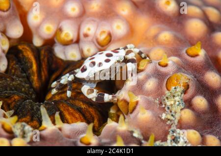 Cetrioli di mare nuoto granchio, Lissocarcinus orbicularis, vive su cetrioli di mare, Lembeh Strait, Sulawesi del Nord, Indonesia, Pacifico Foto Stock