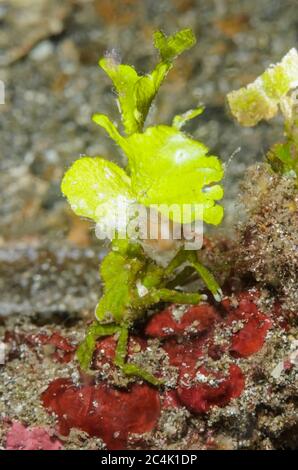 Arrowhead granchio, Huenia heraldica, Lembeh strait, Nord Sulawesi, Indonesia, il Pacifico Foto Stock