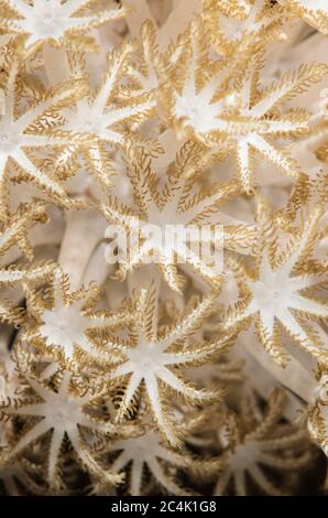 Polipi corallini morbidi, Xenia sp. Stretto di Lembeh, Sulawesi del Nord, Indonesia, Pacifico Foto Stock