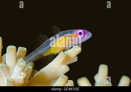Goby dagli occhi rosa, natani di Bryaninops, stretto di Lembeh, Sulawesi del Nord, Indonesia, Pacifico Foto Stock