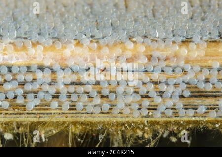 Uova di Demoiselle a bande nere, Amblypomacentrus breviceps, Lembeh Strait, Sulawesi del Nord, Indonesia, Pacifico Foto Stock