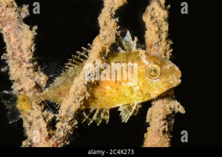 Novellame Pesce di coniglio bianco, Siganus canaliculatus, Lembeh Strait, Sulawesi del Nord, Indonesia, Pacifico Foto Stock