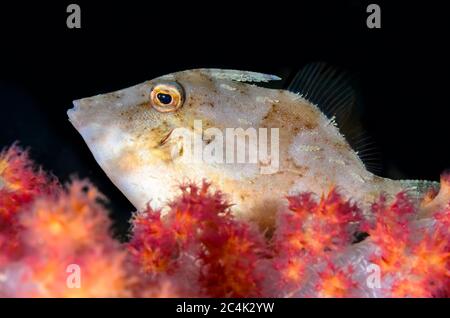 Novellame di filefice di Strapweed, Pseudomonacanthus macrurus, Lembeh Strait, Sulawesi del Nord, Indonesia, Pacifico Foto Stock