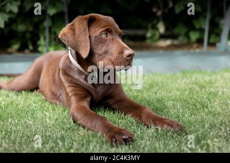 Marrone Labrado sul prato. Un labrador raro. Foto Stock