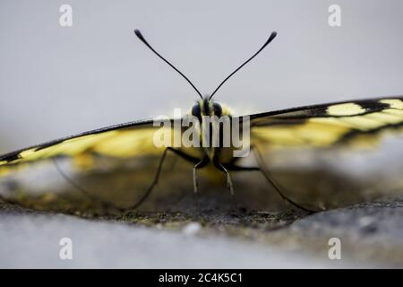 Close-up di una scarsa coda forcuta farfalla (Iphiclides podalirius) seduto sul pavimento Foto Stock