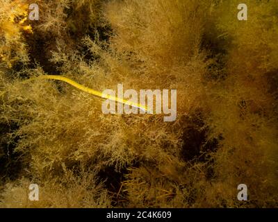 Un pesce di mare giallo a naso dritto, Nerophis ofidion, in alghe a ON, Limhamn, Malmo, Svezia Foto Stock