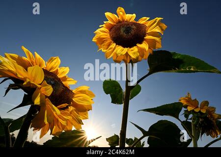 Ravensburg, Germania. 27 Giugno 2020. Due girasoli sono in piedi poco prima del tramonto in un campo di fiori che offre fiori per tagliarsi. Credit: Felix Kästle/dpa/Alamy Live News Foto Stock