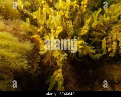 Fucus vesiculosus, conosciuto con i nomi comuni: Bladderrack, tang nero, rossicchi, fuco vescicale, quercia marina, erbacce tagliate, tinti, fucus, fucus rosso e rastrelliera. Era la fonte originale di iodio Foto Stock