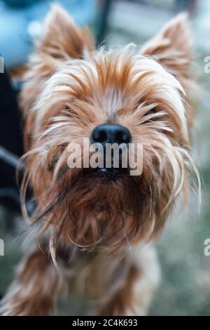Il ritratto di Australian Silky Terrier. Foto Stock