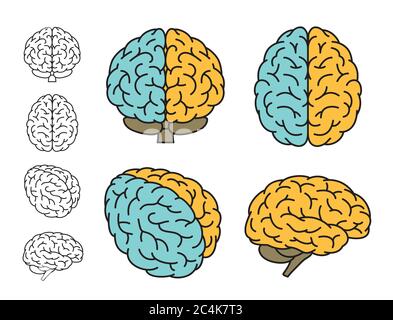 Anatomia cerebrale umana. Serie di viste multiple. Cervello sinistro e cervello destro. Illustrazione vettoriale. Illustrazione Vettoriale