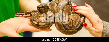 La mano di una donna che tiene un boa . Mettere a fuoco sulla testa del serpente Foto Stock