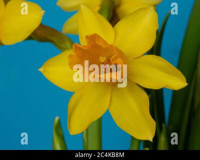 Primo piano di fiori di daffodil. Foto Stock