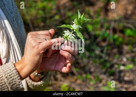 Workshop su foraggio e cucina con erbe selvatiche a Grevenbroich, Germania Foto Stock