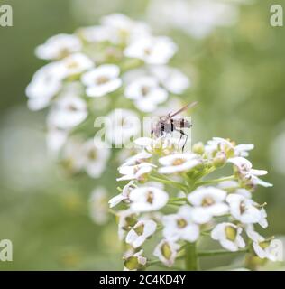 Ape su nettare di fiore bevente; ape piccola su nettare di raccolta di fiore; ape su fiore; primo piano di ape; primo piano di un fiore; macrofotografia di un fiore Foto Stock