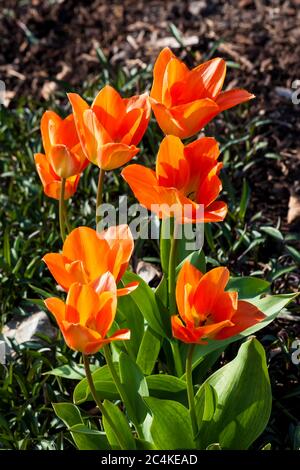 Tulipani rossi bulbo fiorito pianta che cresce all'aperto nella stagione primaverile Foto Stock