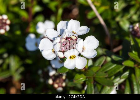 Iberis sempervirens 'Swowflake' una pianta di fiori bulbosi perenni bianchi d'estate di primavera comunemente conosciuta come candytuft perenne Foto Stock