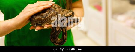 La mano di una donna che tiene un boa . Mettere a fuoco sulla testa del serpente Foto Stock